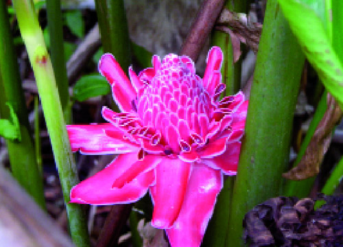 Rose de porcelaine